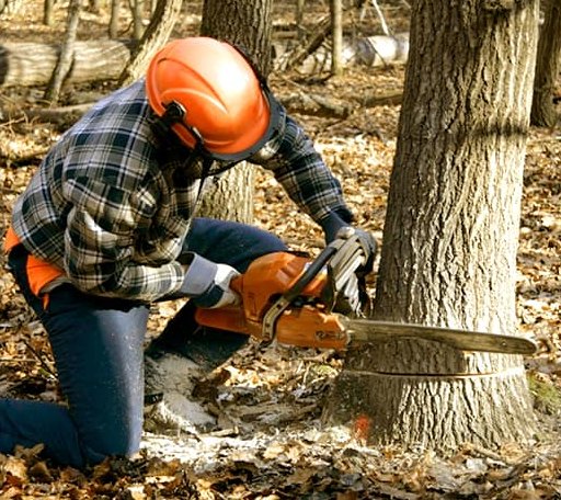 Tree Removal in Inverness, MS
